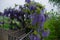 Great wisteria on a terrace