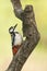 Great woodpecker Dendrocopos major, male of this great bird sitting on branch, red feathers on the rear side of body