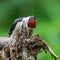 Great woodpecker Dendrocopos major, male of this large bird sitting on tree stump, red feathers, green diffuse