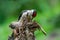 Great woodpecker Dendrocopos major, male of this large bird sitting on tree stump, red feathers, green diffuse