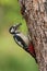Great Woodpecker Feeding youngster