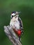 Great woodpecker perched on a tree trunk