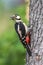 Great woodpecker perched on a tree trunk