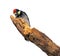 Great woodpecker on a tree branch