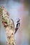 Great woodpecker on tree trunk