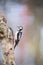 Great woodpecker on tree trunk