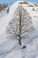 Great Wych elm tree in a snowy landscape