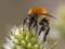 Great yellow bumblebee on flower