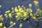 Great yellowcress in bloom closeup with lake on background