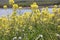 Great yellowcress near the lake