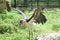 Greater adjutant bird, Jos wildlife park