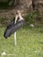 Greater adjutant, Leptoptilos crumeniferus, on the ground by the lake, Awassa, Ethiopia