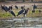 Greater adjutant, Leptoptilus crumeniferus, in Chobe National Park, Botswana