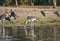 Greater adjutant, Leptoptilus crumeniferus, in Chobe National Park, Botswana