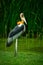 Greater adjutant or marabou stork