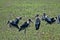 Greater adjuvant group, Leptoptilos crumeniferus, South Luangwa, Zambia