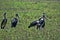 Greater adjuvant group, Leptoptilos crumeniferus, South Luangwa, Zambia