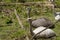 The greater or American rhea Rhea americana,  Natural and leucistic birds.