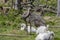 The greater or American rhea Rhea americana,  Natural and leucistic birds.