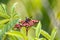 Greater Banded Hornet, Vespa tropica, on a flower