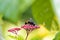 Greater Banded Hornet, Vespa tropica, on a flower