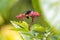 Greater Banded Hornet, Vespa tropica, on a flower