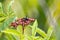 Greater Banded Hornet, Vespa tropica, on a flower