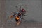 The Greater Banded Hornet or Vespa tropica on Mosquito Wire Screen