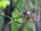 Greater Barbet
