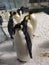 Greater Bay China Zhuhai Hengqin Chimelong Diving King Penguin Hotel Emperor Penguins Swimming Ocean Kingdom Circus Theme Park
