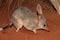 Greater Bilby