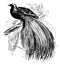 Greater Bird of Paradise, vintage illustration