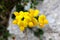 Greater Birds-foot-trefoil or Lotus pedunculatus herbaceous perennial plant with golden yellow flowers