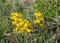 Greater Birds-foot Trefoil, Lotus pedunculatus yellow flowers in South Table Mountain Park