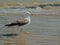 Greater black-backed gull walking in the waves on the shore of river Tagus, Lisbon