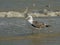 Greater black-backed gull in the waves on the shore of river Tagus, Lisbon
