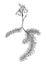 Greater bladderwort illustration, drawing, engraving, ink, line art, vector