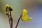 Greater bladderwort Utricularia vulgaris, close-up flowers and buds
