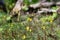 Greater bladderwort Utricularia vulgaris, yellow flowers in natural habitat