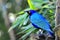 Greater Blue-eared Glossy-starling