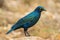 Greater Blue-eared Glossy-starling - Lamprotornis chalybaeus