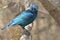 Greater Blue-eared Glossy-starling (Lamprotornis chalybaeus)
