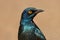 Greater blue-eared starling