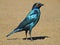 Greater blue-eared starling