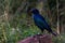 Greater Blue-Eared Starling Bird On A Rock Lamprotornis chalybaeus