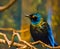 Greater blue eared starling in closeup, glossy bird sitting in a tree, tropical bird specie from Africa