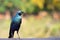 Greater blue-eared starling (Lamprotornis chalybaeus)