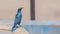 Greater blue-eared Starling Near Water Pool