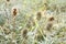 Greater burdock dried close up.