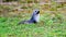 Greater Burnet &#Acaena magellanica&# with relaxing Antarctic Fur Seal. Green summer meadow with flowering plants